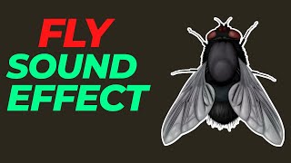 Fly sound effect no copyright  Fly noises  flies buzzing sounds  HQ fly sound effect Fly Insect [upl. by Cardew]