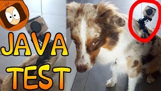 VLOG CANIN  BERGER AUSTRALIEN  HARNAIS POUR CHIEN [upl. by Melinde406]