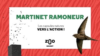 Martinet ramoneur [upl. by Oakes501]