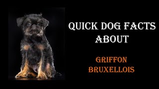 Quick Dog Facts About The Griffon Bruxellois [upl. by Alleda]