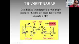 Clasificación de las enzimas [upl. by Anayit]