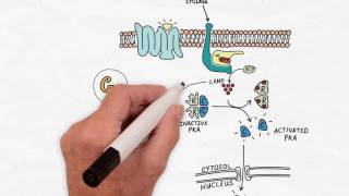 G Protein Signaling  Handwritten Cell amp Molecular Biology [upl. by Gnuhp]