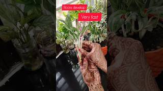 How to grow Aglonima Chinese evergreenindoorplants gardening plants youtubeshorts short [upl. by Ocirled368]