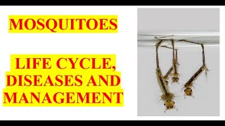 Mosquitoes  Life cycle diseases and management [upl. by Dwayne]