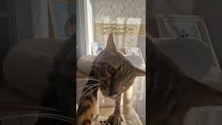 Schlafmütze 🥰 catshorts cat kitten shorts funnyvideos funny catlover кошки [upl. by Marvin]