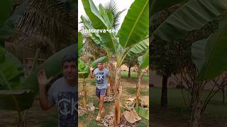 shorts faça isso em suas bananeiras agora plantas pomar plantiodebananeira sítio chácara roça [upl. by Ahsini]