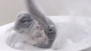 Chinchilla Dust Bath in Slow Motion 120fps [upl. by Teak]