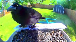 Backyard Fun Grackle Enjoying a Bird Feeder Meal  Kids Animal Video [upl. by Strader]