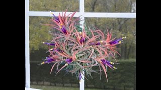 Air Plants Tillandsias  The Joy and Ease of Growing Air Plants [upl. by Dracir372]