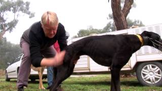 Greyhound coursing tips Welfare issues and how to avoid them [upl. by Regine]