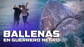 ¡Vimos ballenas en México 🐋 Conoce Guerrero Negro Baja California  Chilenito TV [upl. by Ikik]