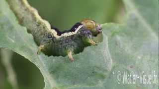 Chenille de la Noctuelle du chou sur feuille de chou Chinoismp4 [upl. by Vi]