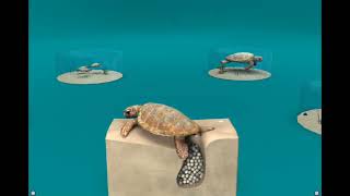 The Dark Past of Loggerhead Sea Turtles [upl. by Aticnemrac302]