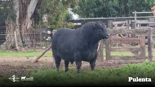 Pulenta  Angus Negro [upl. by Burkhard]