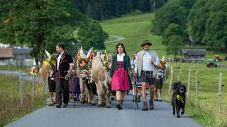 The cows have left the swiss alps  Swiss Tradition 4K [upl. by Guenevere]