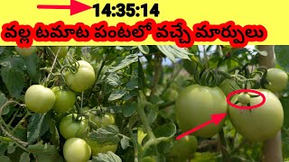 143514 uses in tomato crop telugu  flower dropping in tomato  tomato farming  village farming [upl. by Kele48]