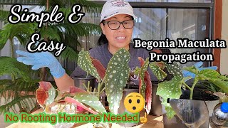 Simple amp Easy Ways to Propagate Begonia Maculata Polka Dot Begonia [upl. by Hpesoj837]