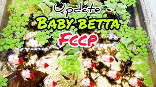 Update Anak2 Ikan Fccp Dan Imbellis Spade Tail [upl. by Einej772]