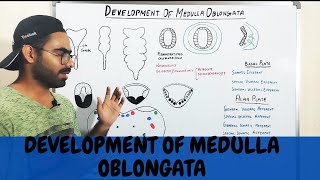 DEVELOPMENT OF MEDULLA OBLONGATA MYELENCEPHALON  CNS EMBRYOLOGY URDUHINDI [upl. by Amees]