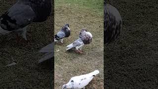 Narwich cropper pigeon pair mashallah ♥️ danyorepigeonsloftdpl fancypigeon pigeonbreed pigeon [upl. by Arretahs380]