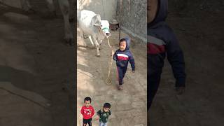 Pehla Kalma tayyab cutebaby cow funny baby [upl. by Ophelia]