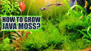 How to grow Java moss Basics [upl. by Yornek]