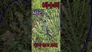 한 눈에 구별 Compare amp Identify the Bush Clover amp Lespedeza Cuneata in One Place [upl. by Miza625]