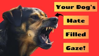 14 Alarming Signs Your Dog Doesn’t Love You Pay Attention [upl. by Ardaed]