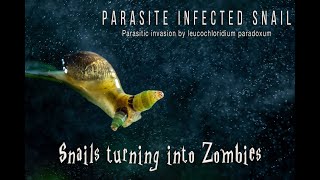 Snails turning into Zombies  Parasite Infected Snail  Leucochlrodium paradoxum parasite invasion [upl. by Drusi]