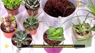 Comment entretenir ses plantes grasses [upl. by Llednyl]