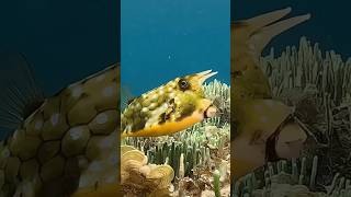 The Longhorn Cowfish Natures Underwater Bulls [upl. by Hebel]