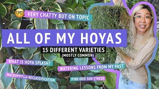 ALL OF MY HOYAS  happy chatty time plant tour showing you my entire collection of hoya varieties [upl. by Eendys]