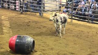 Rodeo at Old Grey Mares Acres [upl. by Allekram]