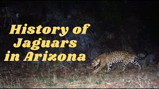 History of Jaguars in Arizona [upl. by Teague173]