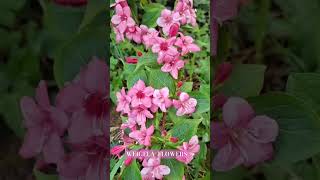 WEIGELA FLOWERS [upl. by Gracia]