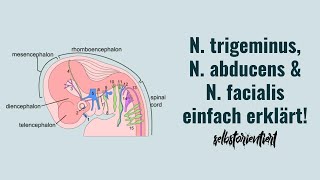 Nervus trigeminus N abducens amp Nervus facialis  Aufgaben  Verlauf  Faserqualitäten Innervation [upl. by Nedloh]