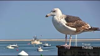 🔥Best of Chatham Cape Cod Massachusetts  TRAVEL THERAPY with Karen Schaler [upl. by Benita349]