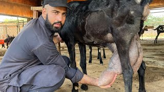 Goat Land Farm  Goat Farming in Pakistan  Goat Farming Business in Pakistan  By Asim Faiz [upl. by Lleuqar543]