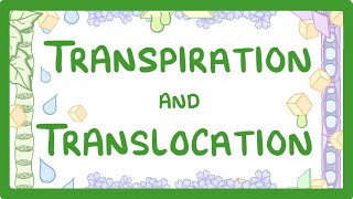 GCSE Biology  Transport in plants  Translocation Phloem and Transpiration Xylem 51 [upl. by Murvyn988]