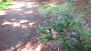 Cryptomeria japonica Ellegans Compacta kryptomerie japonská [upl. by Ahsats513]