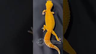 Gecko Tail Dance gecko dance deadpool3 deadpool [upl. by Talie]