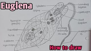 How to draw Euglena diagram  Euglena diagram easily step by step  biology diagram euglena [upl. by Ardnik]