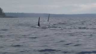 Baby orca breaching tail first [upl. by Itsirc]