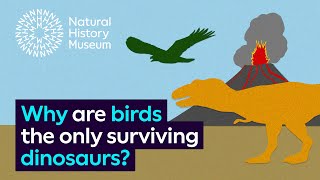 Why are birds the only surviving dinosaurs [upl. by Siroled]