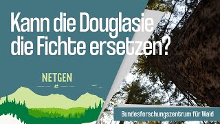 Kann die Douglasie die Fichte ersetzen [upl. by Marie732]