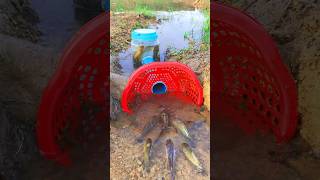 Survival Skills SIMPLE and USEFUL with PVC Fish trap survival shrots camping bushcraft skills [upl. by Ruosnam]