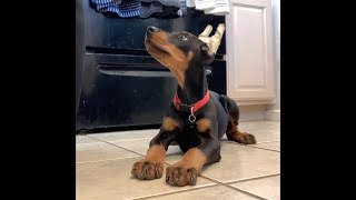 Dobermans 101 guide 💪🏼 doberman dobermansoftiktok dobermanpinscher dobermanpuppy dogsoftiktok [upl. by Omland]