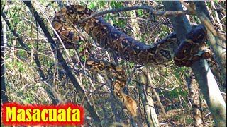 Encontramos una MASACUATA Gigante en el CERRO la Serpiente Constrictora mas Grande de Oaxaca [upl. by Hawley]