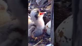 Osprey Baby Feeding🐥🐠🦅shorts PortLincolnOsprey [upl. by Neri]