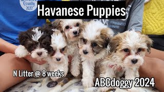 AKC Havanese Puppies  Ready Now  N Litter  ABCdoggy 2024 [upl. by Fox]